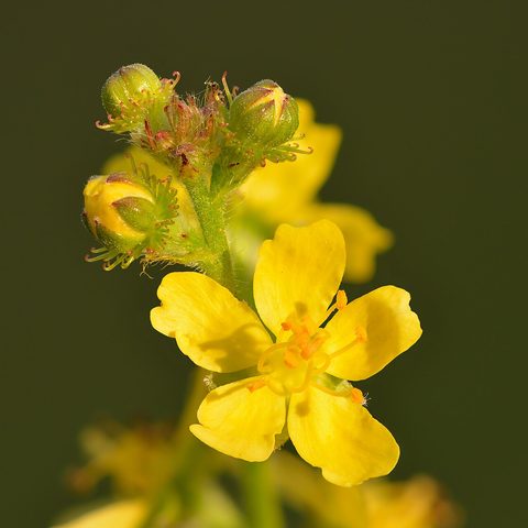 Agrimony (Agrimonia eupatoria)
