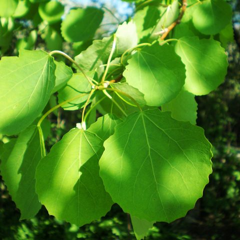 Aspen (Populus tremula)
