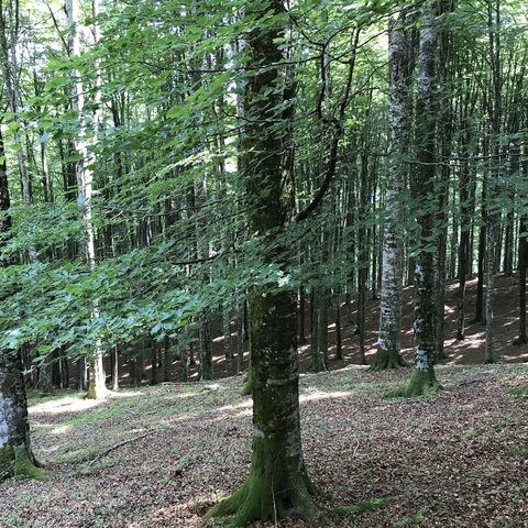 Beech (Fagus sylvatica)