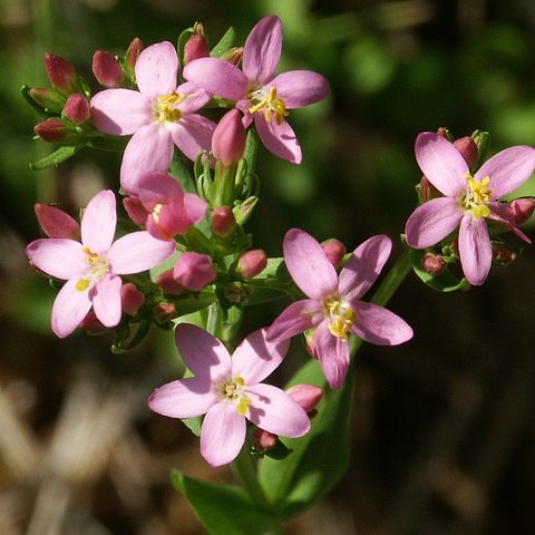 Centaury (Centaurium erythraea)