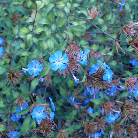 Cerato (Ceratostigma willmottianum)