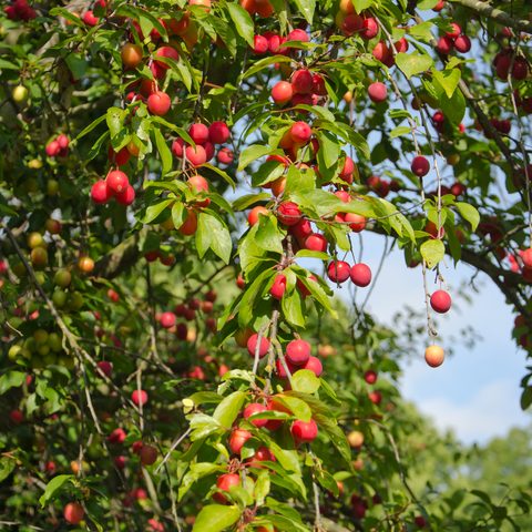 Cherry Plum (Prunus cerasifera)