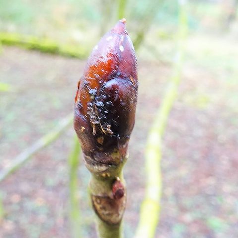 Chestnut Bud (Aesculus hippocastanum)