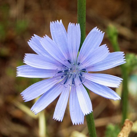 Chicory (Cichorium intybus)