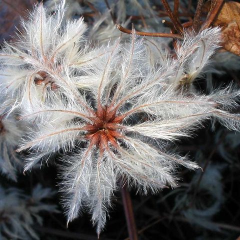 Clematis (Clematis vitalba)
