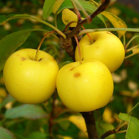 Crab Apple (Malus sylvestris)
