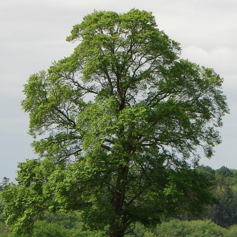 Elm (Ulmus minor)