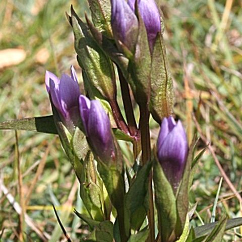Gentian (Gentianella amarella)