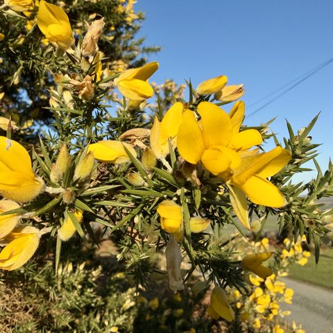 Gorse (Ulex europaeus)