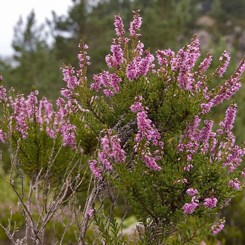 Heather (Calluna vulgaris)