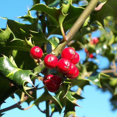 Holly (Ilex aquifolium)
