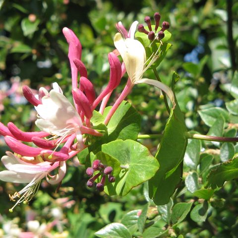 Honeysuckle (Lonicera caprifolium)