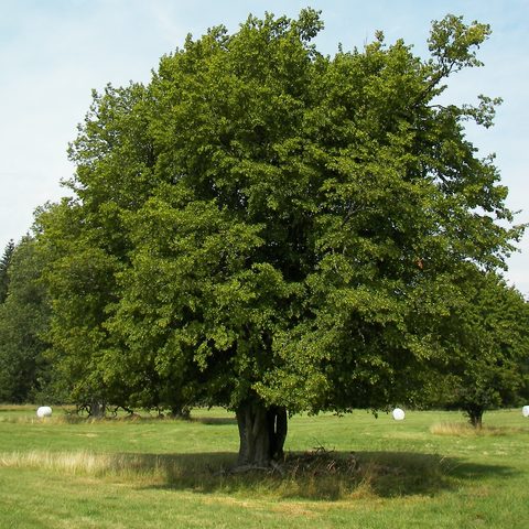 Hornbeam (Carpinus betulus)