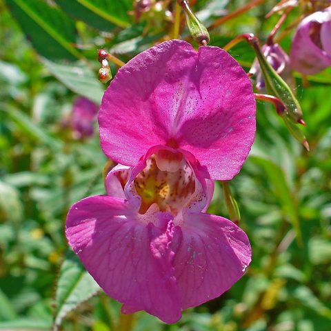 Impatiens (Impatiens glandulifera)