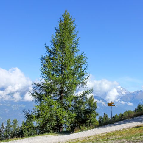 Larch (Larix decidua)