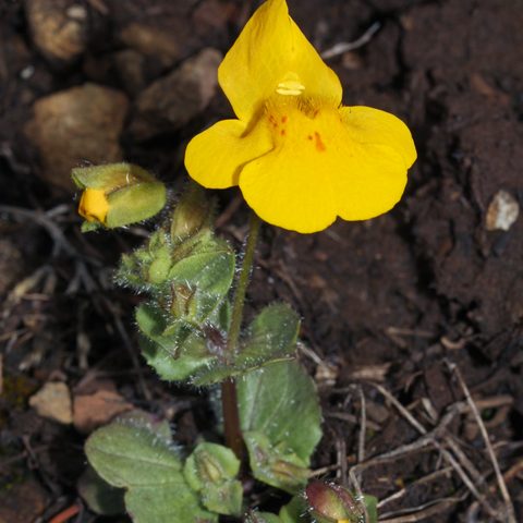 Mimulus (Erythranthe guttata)