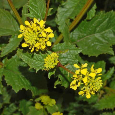 Mustard (Sinapis arvensis)