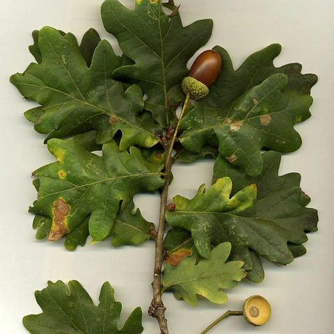 Oak (Quercus robur)