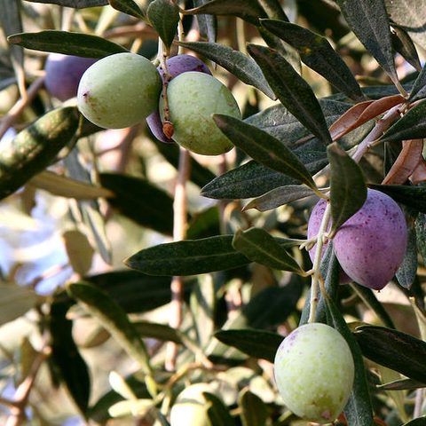 Olive (Olea europaea)