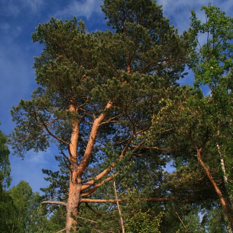 Pine (Pinus sylvestris)