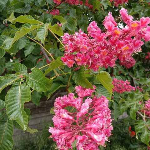 Red Chestnut (Aesculus carnea)