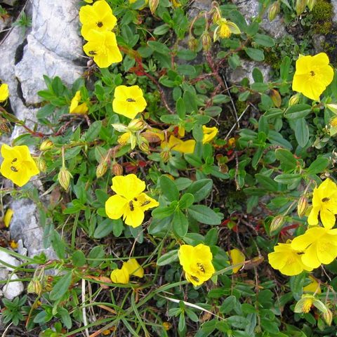 Rock Rose (Helianthemum nummularium)