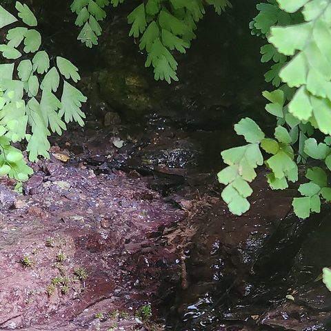 Rock Water (izvor natural)
