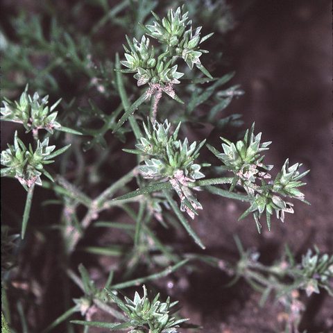 Scleranthus (Scleranthus annuus)