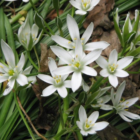 Star of Bethlehem (Ornithogalum umbellatum)