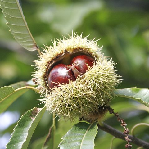Sweet Chestnut (Castanea sativa)