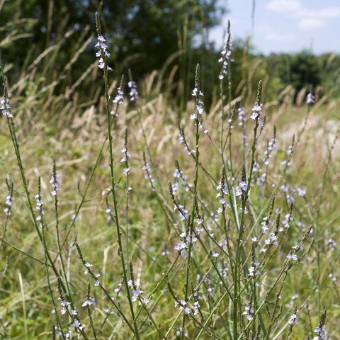 Vervain (Verbena officinalis)