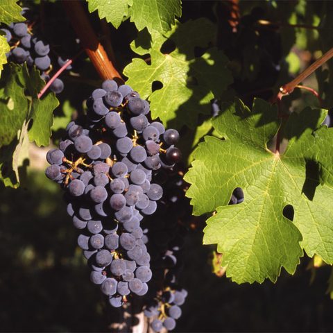 Vine (Vitis vinifera)