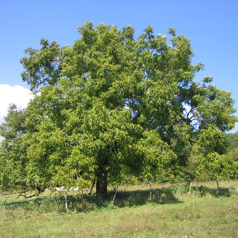 Walnut (Juglans regia)