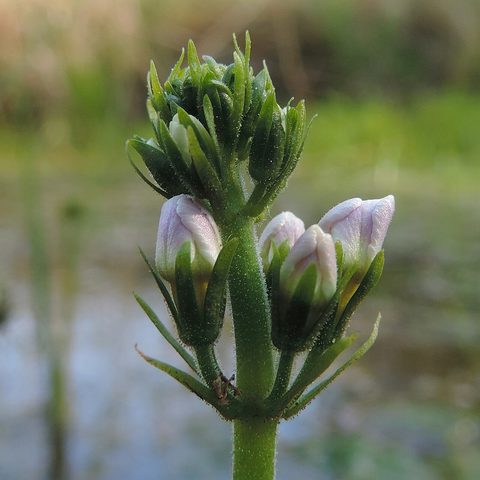Water Violet (Hottonia palustris)