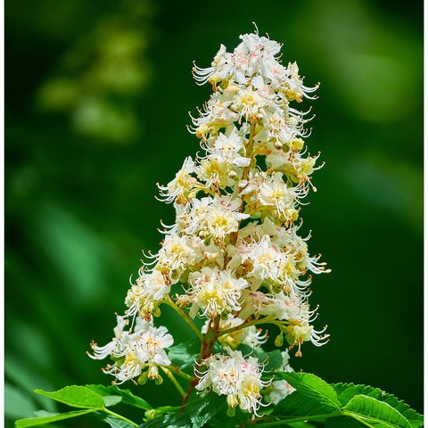 White Chestnut (Aesculus hippocastanum)