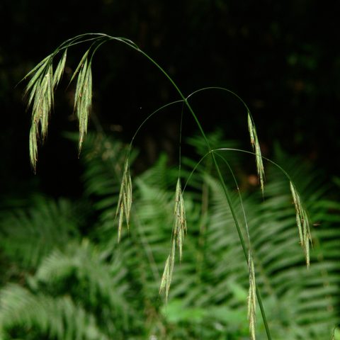 Wild Oat (Bromus ramosus)