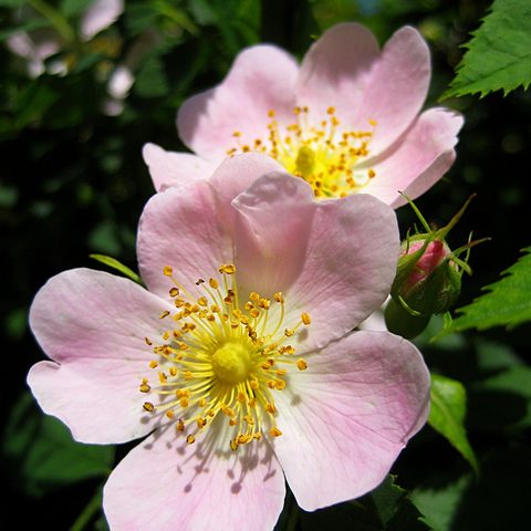 Wild Rose (Rosa canina)