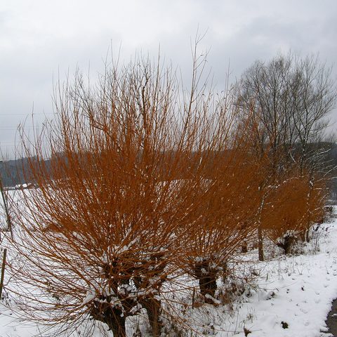 Willow (Salix vitellina)